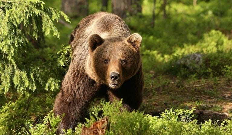 Ursul brun din Carpați – simbolul sălbăticiei