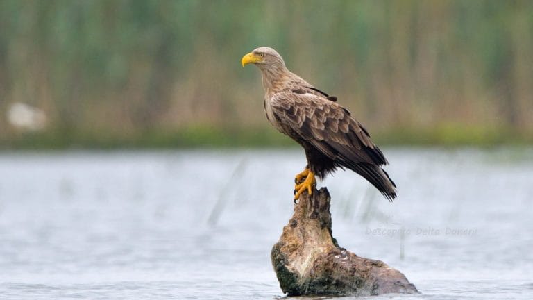 Vulturul codalb pe Canalul Crișan – Caraorman